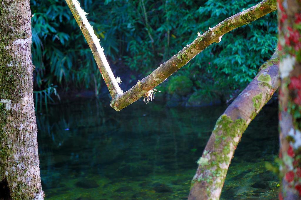 Refugio Ecologico Amadamata Hotel Nova Friburgo Buitenkant foto